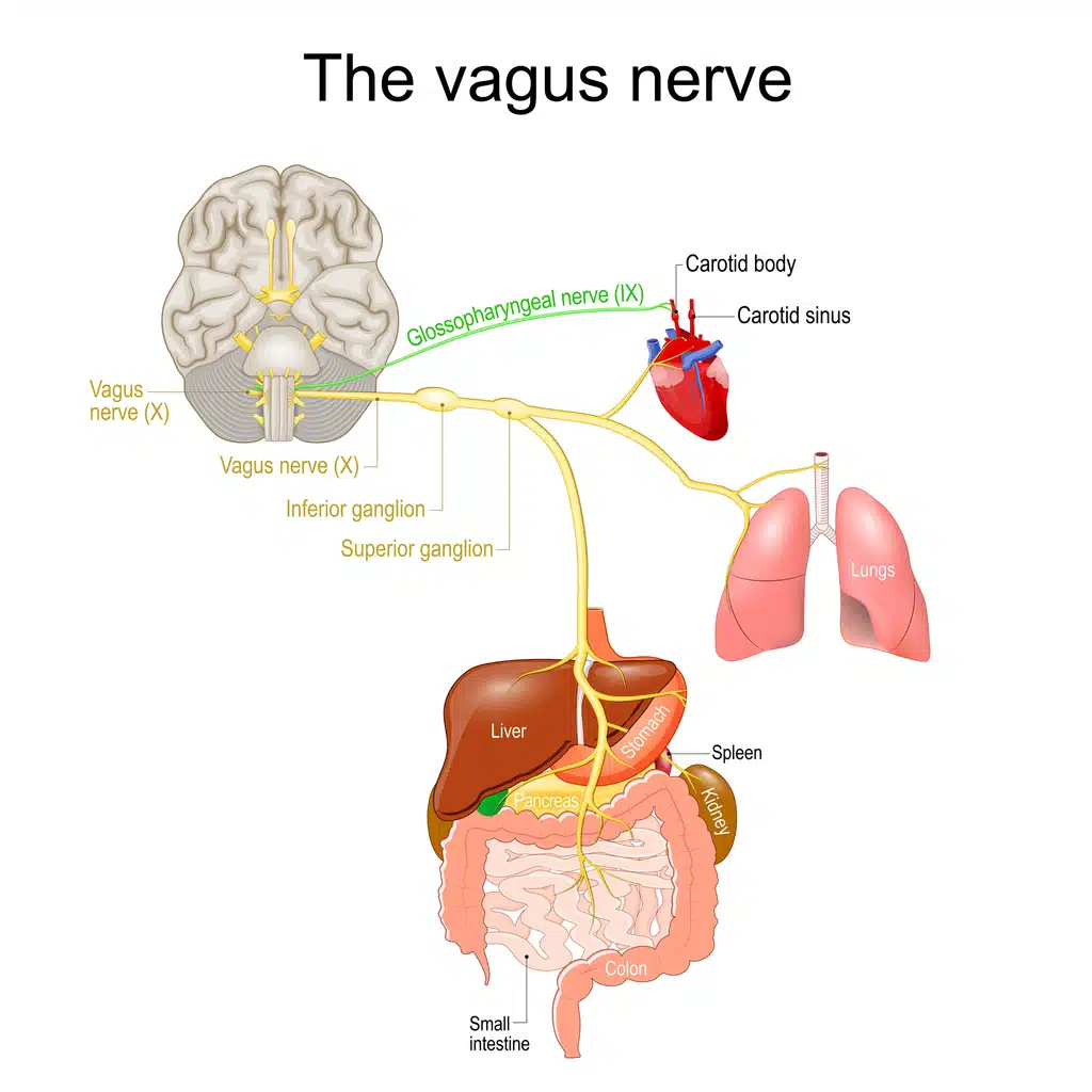 Vagus nerve; Sensate stress relief