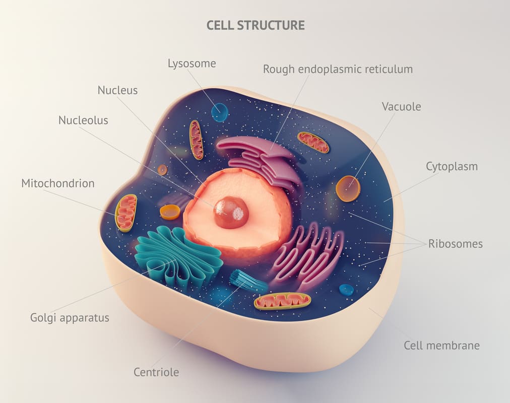 cell structure