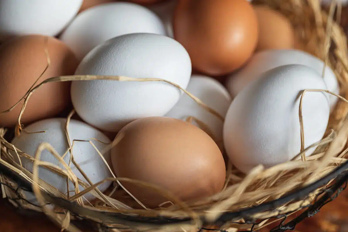 Fresh organic chicken eggs