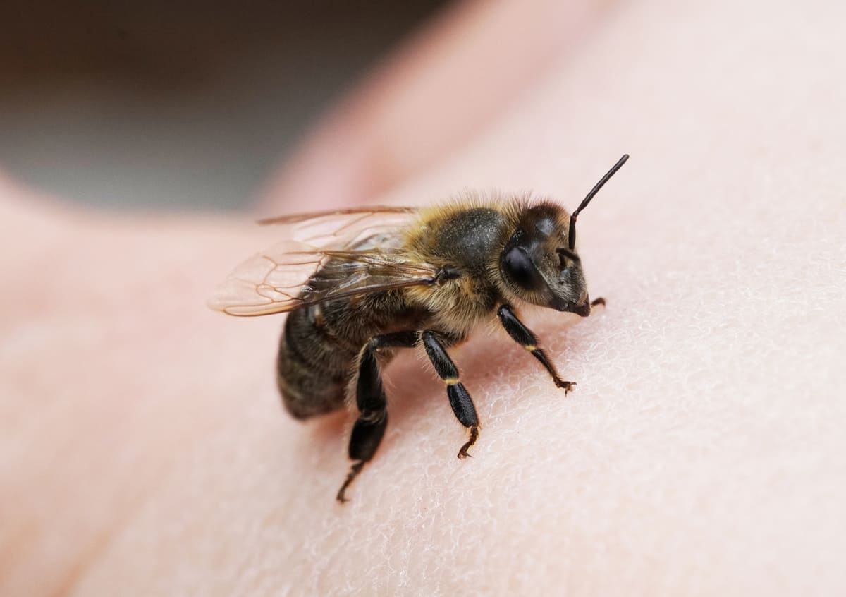 Bee