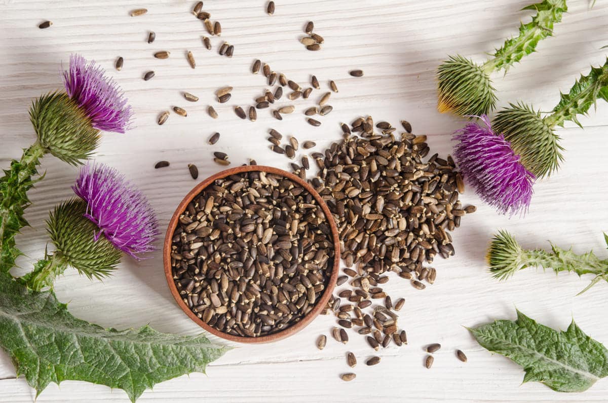 Milk thistle with seeds
