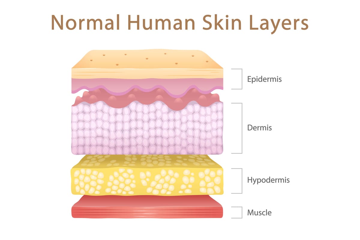 skin layers