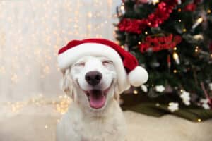funny dog in a christmas hat; holiday stress funny