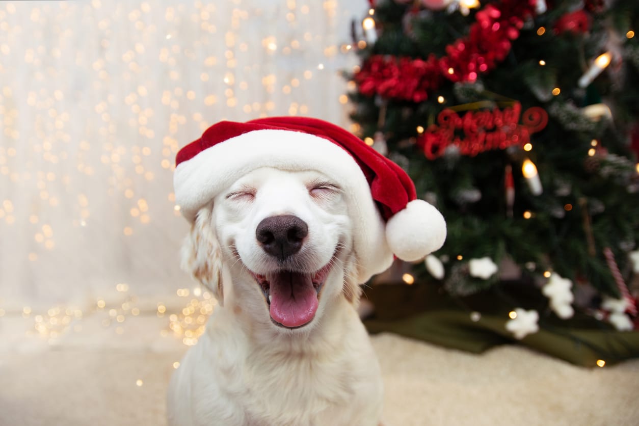 funny dog in a christmas hat; holiday stress funny