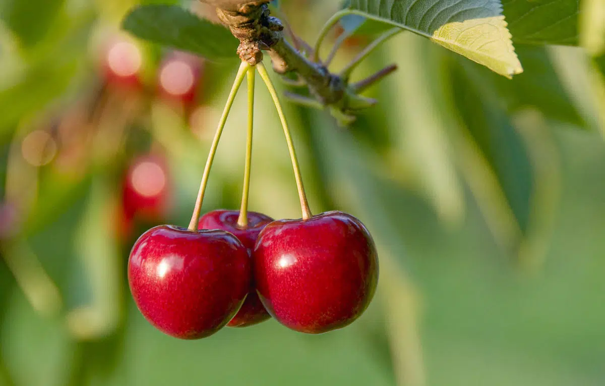 cherries