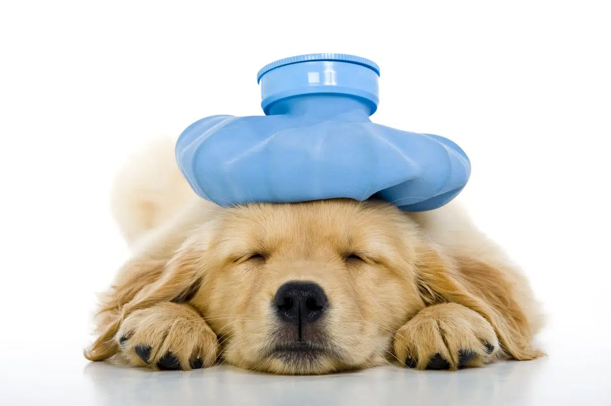 cute dog with a headache