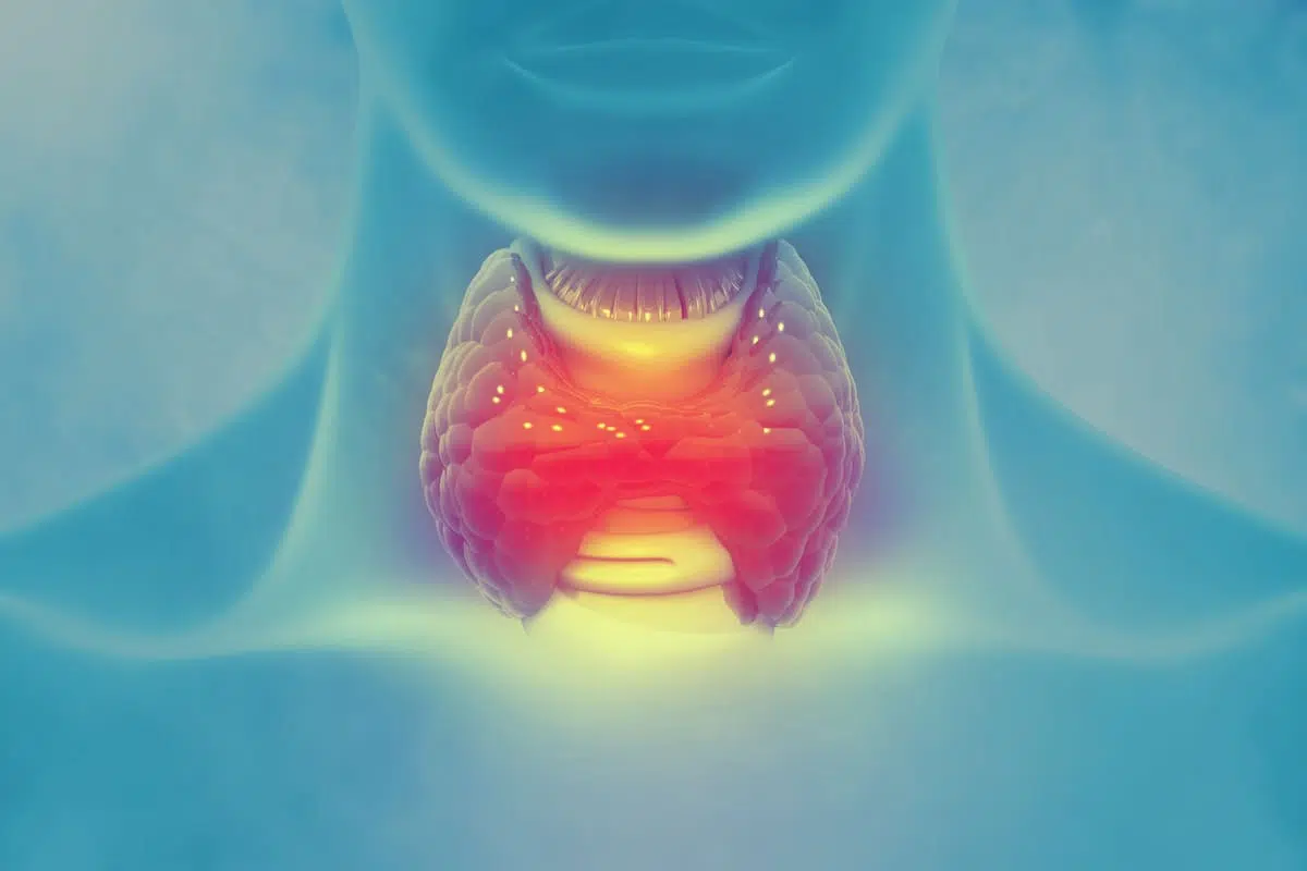 thyroid gland