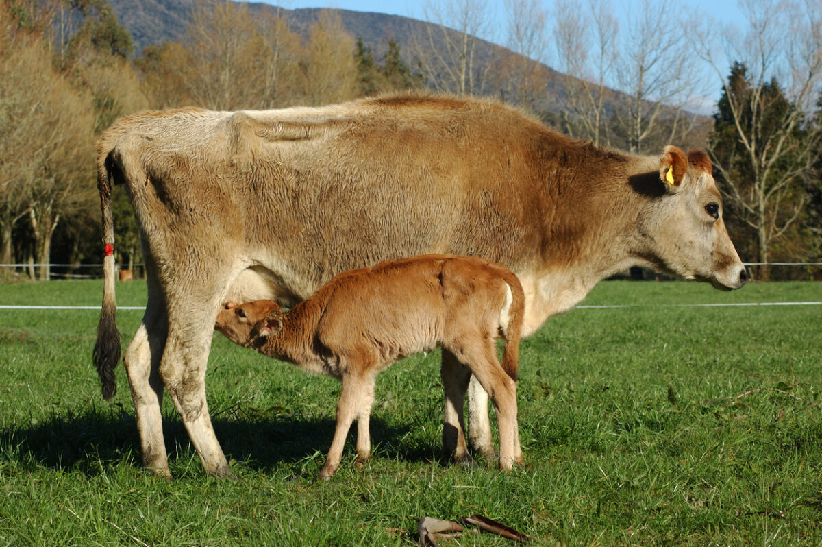 cow feeding calf and colostrum