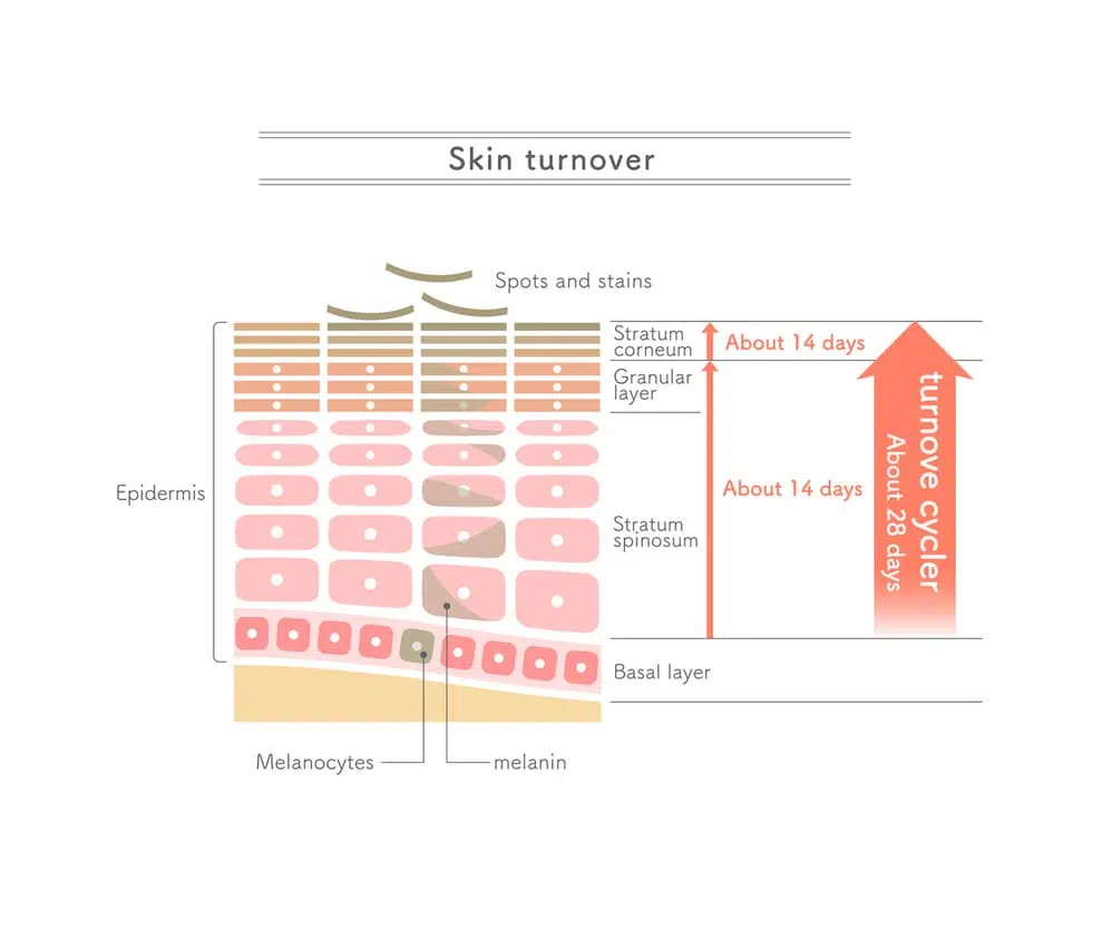 cellular turnover