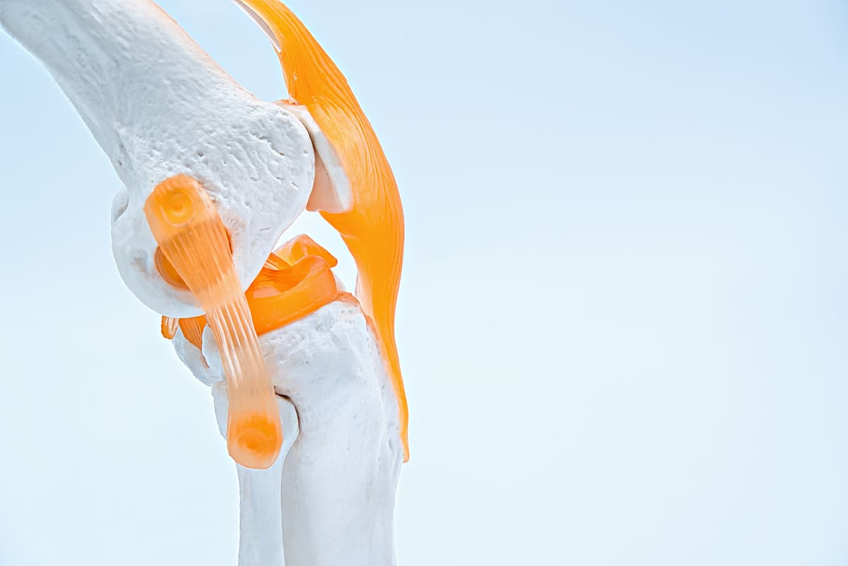 Knee joint