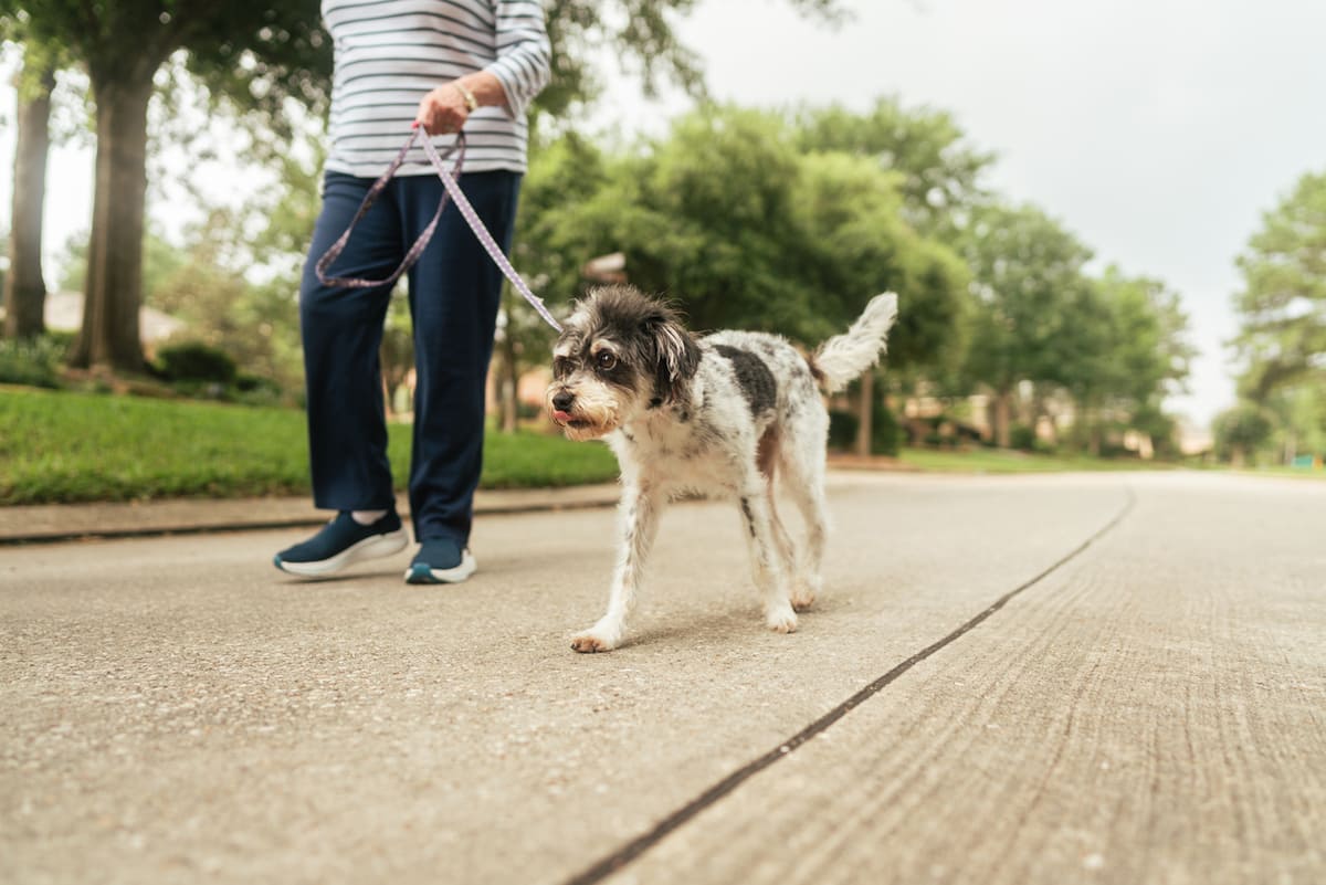 woman walking her dog