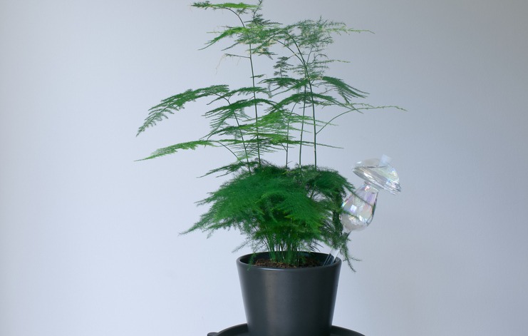 Asparagus Fern Houseplants