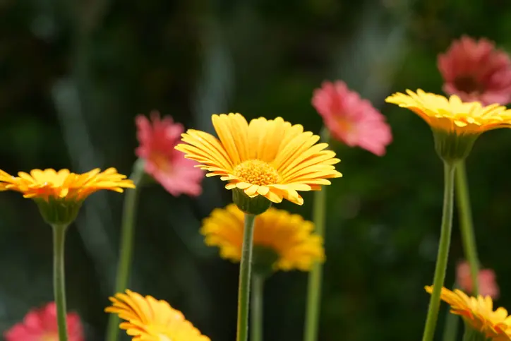 Gerbera Daisy Houseplants Oxygen Exchange