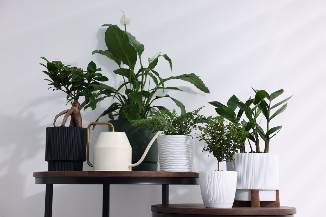 Indoor Gardening Houseplants