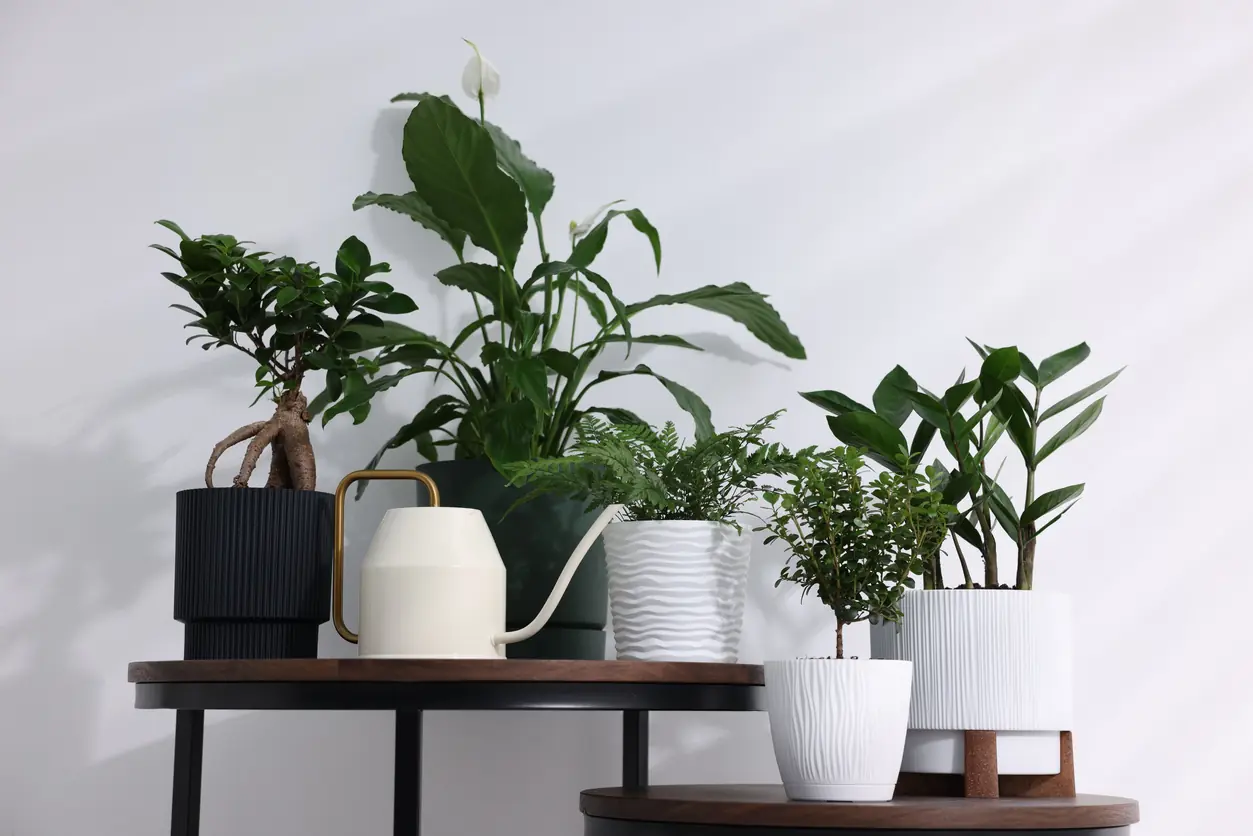 Indoor Gardening Houseplants