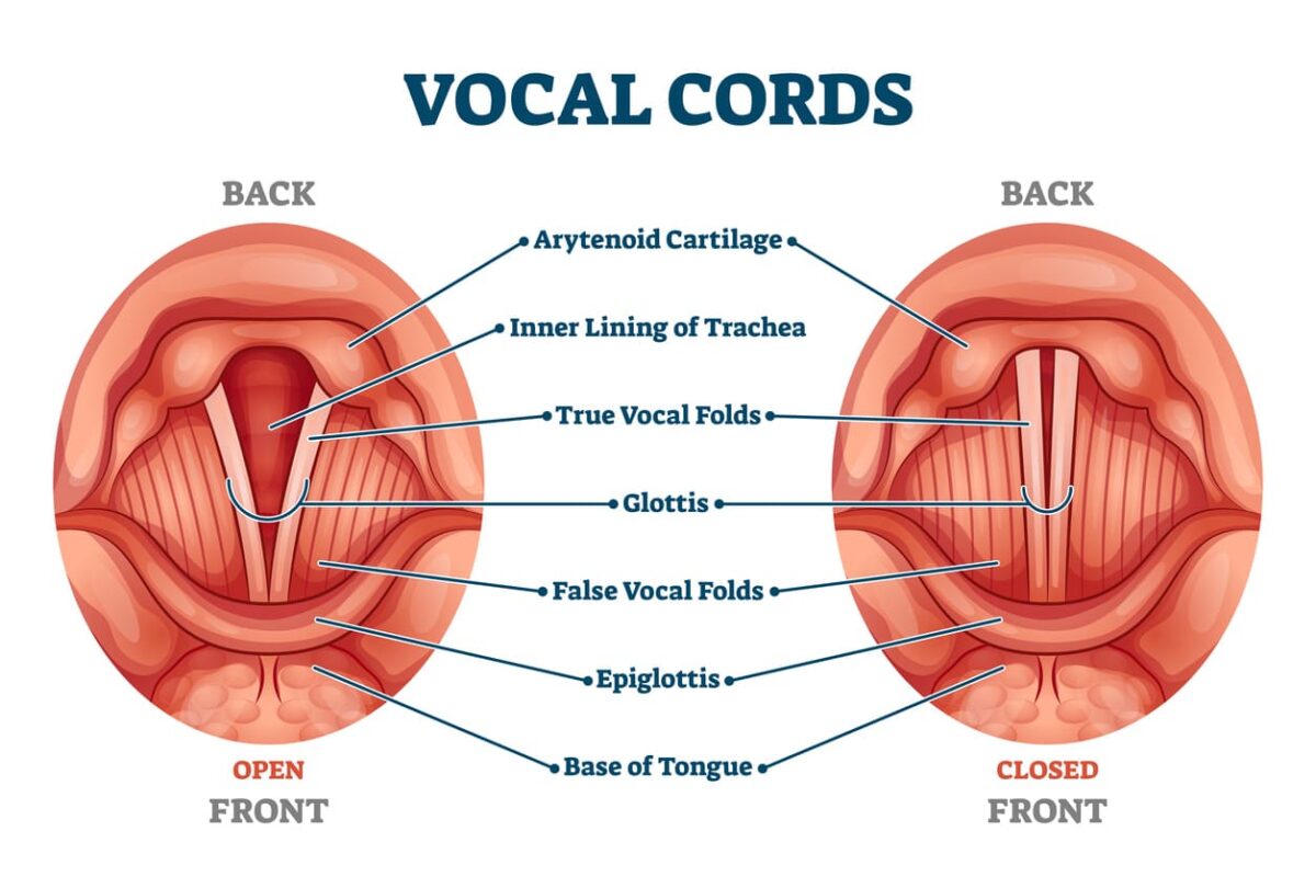 Vocal Cords Are Living Tissue