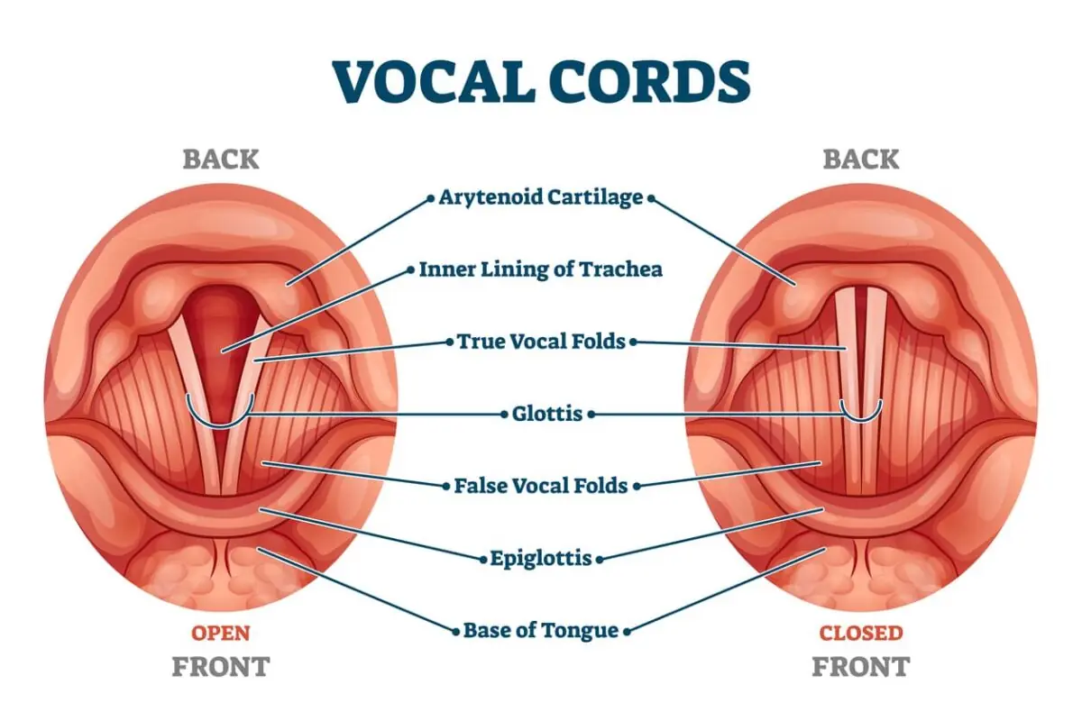 Vocal Cords Are Living Tissue