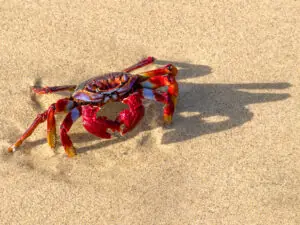 Are You Stuck in the Crab Mentality?
